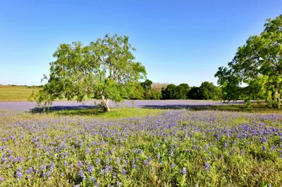 A picturesque field of bluebonnets under a clear blue sky in Brenham, Texas.