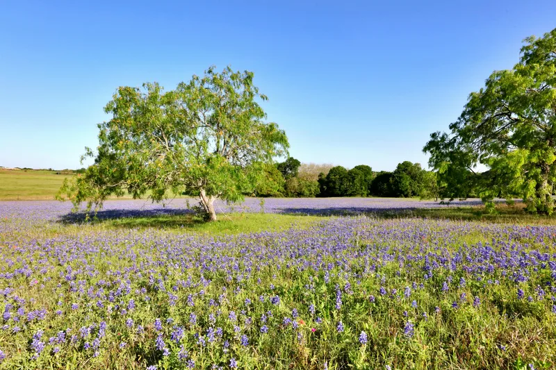 Brenham Municipal Airport — Brenham, TX