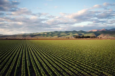 Aerial view of California farmland with rows of crops and rolling hills in the background