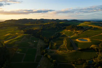 Aerial sunset view of rolling vineyards in the Willamette Valley, Oregon
