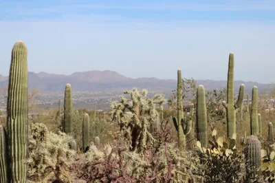 Panoramic view of Saguaro cacti in the Tucson desert under a clear blue sky