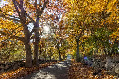 Beautiful autumn scenery with a sunlit road through colorful fall foliage in Southborough, MA.