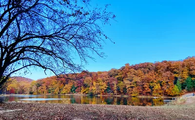 a large body of water surrounded by trees