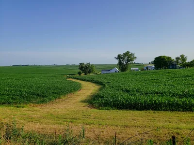Lush green cornfields under a clear blue sky in the rural Iowa countryside near Cedar Rapids