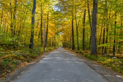 A peaceful concrete road surrounded by vibrant autumn trees in Concord, NH.