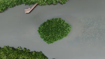Aerial view of a mangrove island and wooden pier in the Indian River Lagoon near Fort Pierce, Florida.