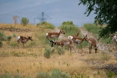 A herd of pronghorn antelope grazing in a grassy field under open sky, showcasing wildlife in a natural setting.