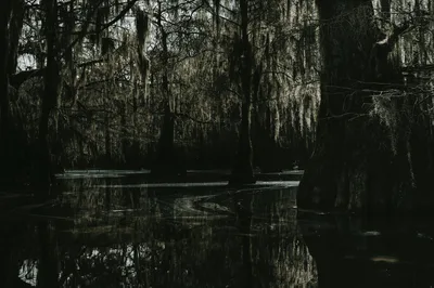 A mysterious swamp scene with cypress trees and Spanish moss creating a dark and eerie atmosphere.