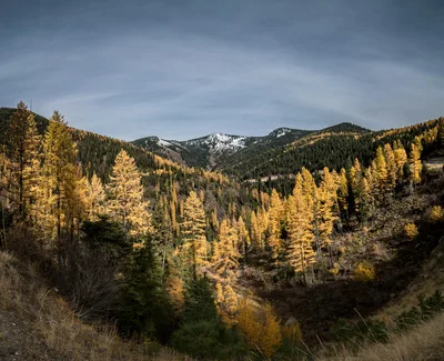 Aerial view of Missoula, Montana mountains with golden autumn foliage
