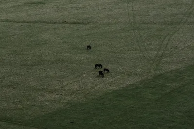 Aerial view of horses grazing on a vast green pasture in Ocala, Florida