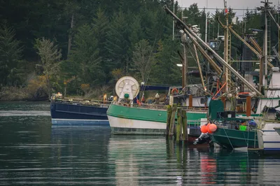 Colorful fishing boats moored in Coos Bay harbor surrounded by evergreen forests near North Bend, Oregon.