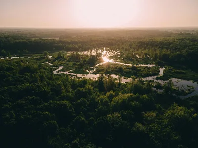 Stunning aerial shot of lush green wetlands surrounded by dense forest at sunset in Fulton, Michigan.