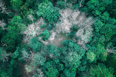 Overhead view of dry leafless and tall verdant trees with vibrant foliage in lush woodland in daytime