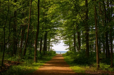 A peaceful footpath through a lush green forest leading to Lake Erie on a sunny day.