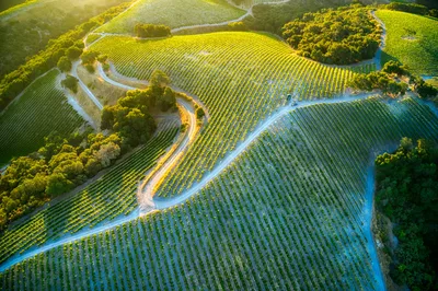 Aerial sunrise view of rolling vineyards in Paso Robles, California