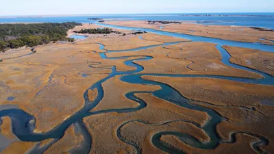 Aerial view of winding waterways through a vibrant salt marsh in Virginia.
