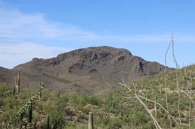 A stunning wide-angle view of the Tucson Sonoran Desert featuring iconic Saguaro cacti and rugged mountain peaks under a clear blue sky.