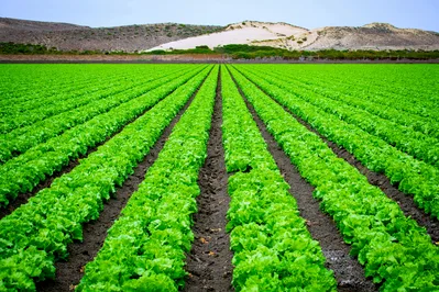 Vibrant rows of lettuce in an open agricultural field with scenic coastal hills in the background