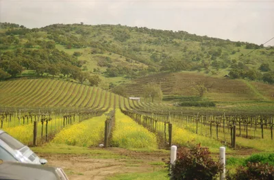 Lush vineyard rows and rolling hills in Northern California wine country