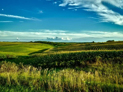 Aerial view of lush green cornfields in Iowa under a bright blue sky