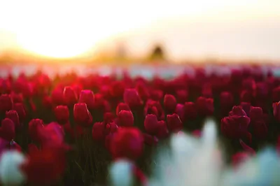 Aerial-style view of vibrant red tulip fields at sunrise in the Willamette Valley near Aurora, Oregon.