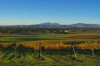 Aerial view of golden vineyard rows in a flat valley with rugged mountains in the background