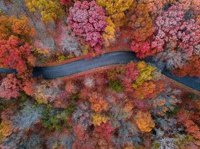 Colorful fall foliage from above near a winding road in Holly, Michigan.