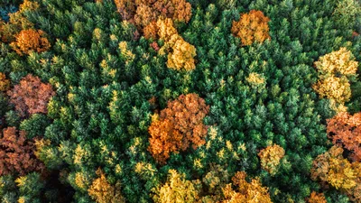Aerial view of lush forest with vibrant autumn colors in the Ozark mountains