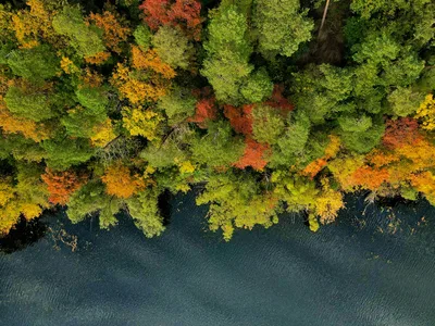 Stunning aerial view of colorful autumn forest beside a tranquil lake in Arkhangel'skoye, Russia.
