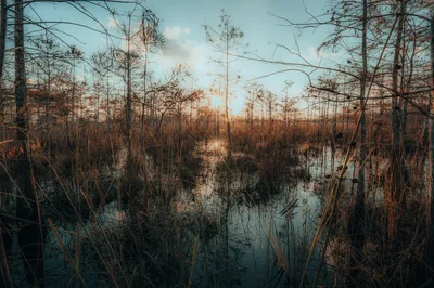 Captivating sunset over the Everglades wetlands, showcasing the tranquil landscape and nature's beauty.