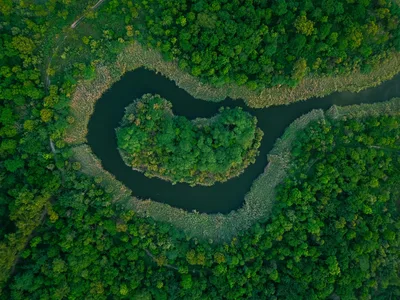 Explore the vibrant greens and winding river of a lush forest landscape from above.