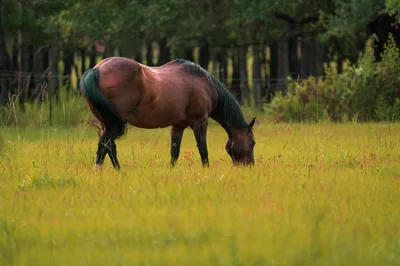 A serene scene of a brown horse grazing in a lush Florida pasture, representing the 'Horse Country' surroundings of Williston Regional Airport.